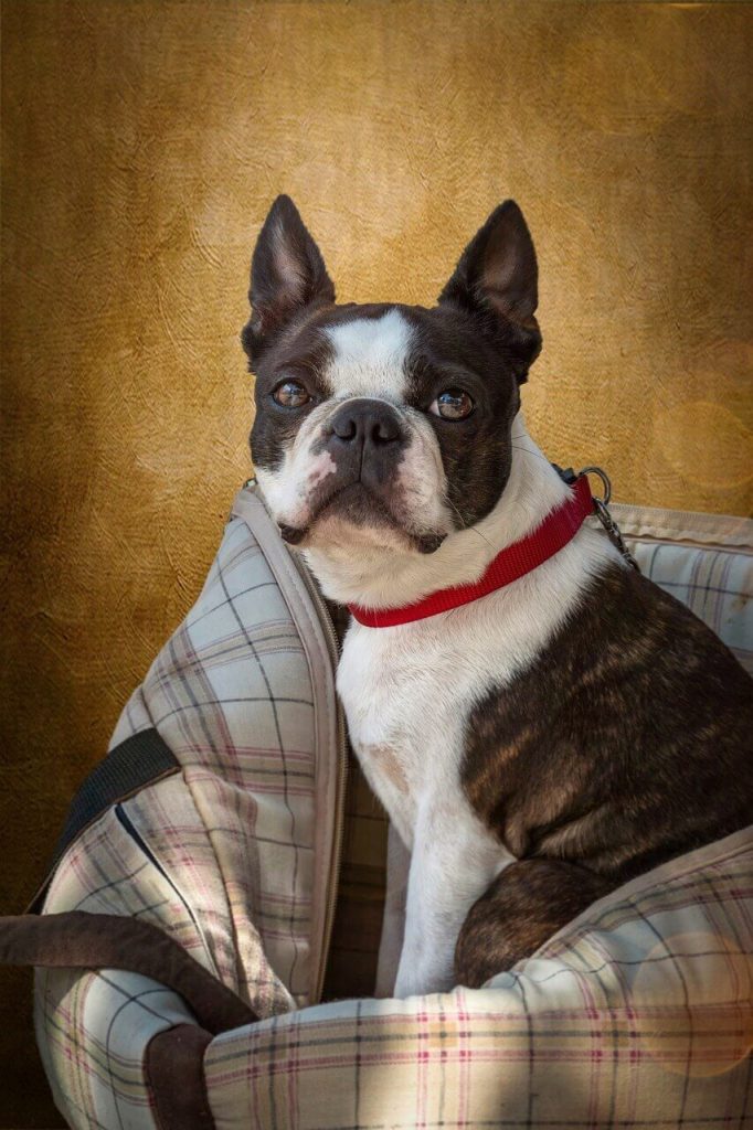 Boston Terrier Dog