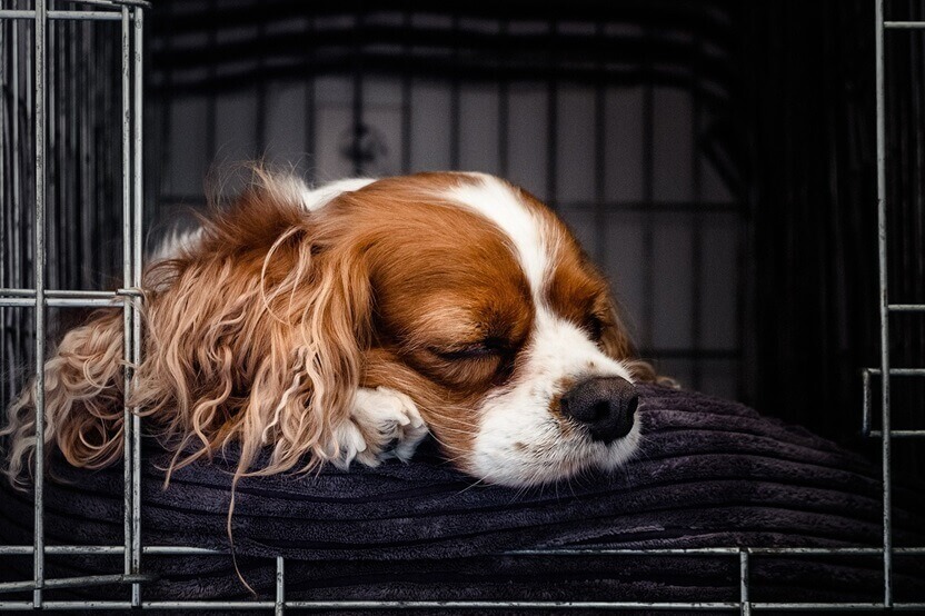Puppy Cocker Spaniel